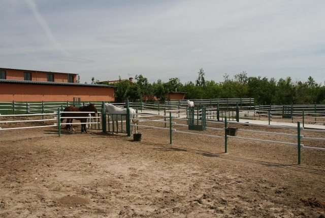  Horse tracks.